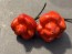 Hot Pepper 'Bubblegum Scorpion' Seeds (Certified Organic)