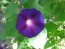 Morning Glory 'Grandpa Ott's' Seeds (Certified Organic)