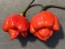 Hot Pepper 'Bubblegum Scorpion' Seeds (Certified Organic)