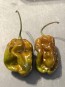 Hot Pepper 'Contorted Coco' Seeds (Certified Organic)
