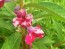 Balsam Impatiens Mix