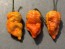 Hot Pepper 'Death Spiral' Seeds (Certified Organic)