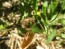 Prickly Caterpillar