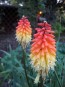 Red Hot Poker 'Flamenco' 