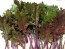 Kale 'Red Winter' Seeds (Certified Organic)