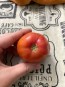 Tomato 'Don Juan' Seeds (Certified Organic)