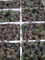 Ajuga AKA Bugleweed Seeds (Certified Organic)