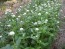 Globe Amaranth 'Las Vegas White'