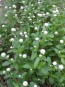 Globe Amaranth 'Las Vegas White'