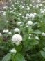 Globe Amaranth 'Las Vegas White'