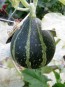 The Ultimate Gourd Seed Mix