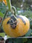 The Ultimate Gourd Seed Mix