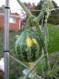 The Ultimate Gourd Seed Mix