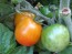 Tomato 'Bicolor Cherry'