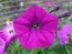 Petunia ‘Pink, Purple and Magenta Trailing Mix’