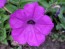 Petunia ‘Pink, Purple and Magenta Trailing Mix’