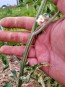 Tomato 'Variegated' AKA 'Splash of Cream'