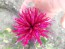 Bee Balm 'Raspberry Wine' Seeds (Certified Organic)