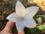 Balloon Flower 'Fairy Snow'