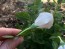 Balloon Flower 'Fairy Snow'