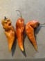 Hot Pepper 'Caramel Naganero Scorpion' Seeds (Certified Organic)