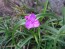 Spiderwort AKA Spider Lily, Pink Seeds (Certified Organic)