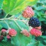 Wild Blackberry Seeds (Certified Organic)