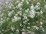 Alyssum 'Carpet of Snow'