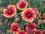 Blanket Flower