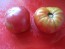 Tomato 'Seek-No-Further Love Apple'