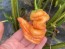 Hot Pepper 'Sugar Rush Stripey' Seeds (Certified Organic)