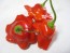 Hot Pepper ‘Balloon’ AKA ‘Bishop’s Crown’