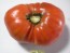 Tomato 'Caspian Pink'