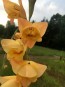 Gladiolus 'Boone F2' 