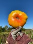 Tomato 'Armenian' Seeds (Certified Organic)