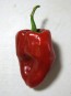 Hot Pepper 'Ancho Poblano' Seeds (Certified Organic)