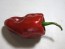 Hot Pepper 'Ancho Poblano' Seeds (Certified Organic)