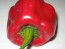 Hot Pepper 'Ancho Poblano' Seeds (Certified Organic)