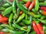 Hot Pepper ‘Serrano’ Seeds (Certified Organic) 