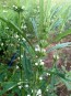 Chinese Motherwort ‘Alba’ 