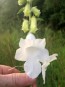 South African Foxglove ‘Alba’