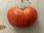Tomato 'Sunset's Red Horizon' Seeds (Certified Organic)
