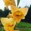 Gladiolus 'Boone' Cormels - Shipping 2025 Spring - Harvested on our Farm - USDA Certified Organic