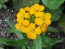 Siberian Wallflower 