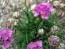 Sea Thrift, Pink Seeds (Certified Organic)