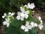 Money Plant AKA Silver Dollar 'Alba' 