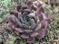 Hens and Chicks Mix