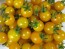 Tomato 'Burgess Lemon' Plant (4" Pot, single)