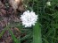 Sea Thrift 'Alba' Seeds (Certified Organic)