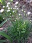 Sea Thrift 'Alba' Seeds (Certified Organic)